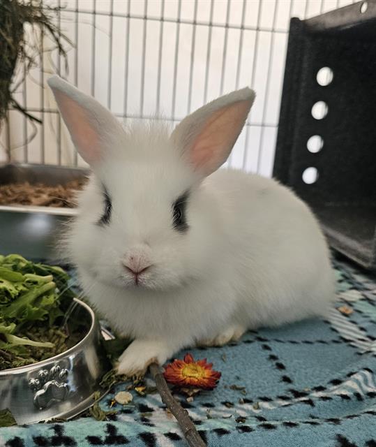 adoptable Rabbit in Nashville, TN named AQUALAD