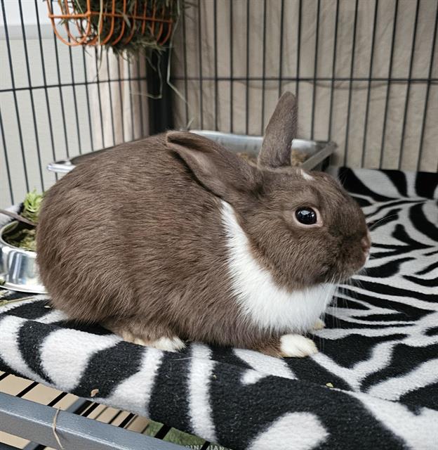 adoptable Rabbit in Nashville, TN named BEAST BOY