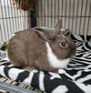 adoptable Rabbit in Nashville, TN named BEAST BOY