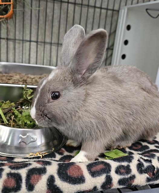 adoptable Rabbit in Nashville, TN named RAVEN