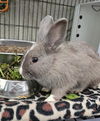 adoptable Rabbit in Nashville, TN named RAVEN