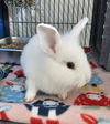 adoptable Rabbit in Nashville, TN named CYBORG