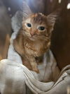 adoptable Cat in  named UNICORN