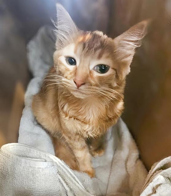 adoptable Cat in Nashville, TN named UNICORN