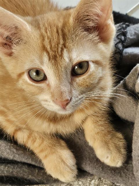 adoptable Cat in Nashville, TN named LIAM