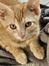 adoptable Cat in ,  named LIAM