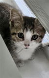 adoptable Cat in ,  named FRANNIE