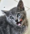 adoptable Cat in ,  named WINNIE
