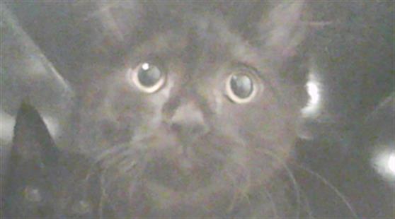 adoptable Cat in Nashville, TN named SUPERMAN
