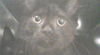 adoptable Cat in  named SUPERMAN