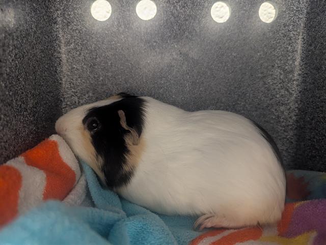 adoptable Guinea Pig in Nashville, TN named MINEY MOE