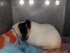 adoptable Guinea Pig in  named MINEY MOE