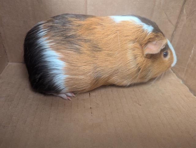 adoptable Guinea Pig in Nashville, TN named EENIE MEENIE