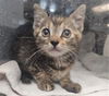 adoptable Cat in  named ATLANTIC