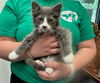 adoptable Cat in  named PACIFIC