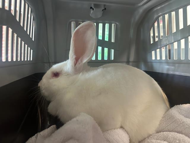adoptable Rabbit in Nashville, TN named CAMPER