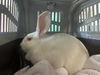 adoptable Rabbit in  named CAMPER