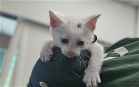 adoptable Cat in Nashville, TN named A441312
