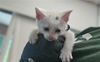 adoptable Cat in  named A441312