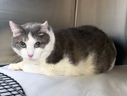 APOLLO - Domestic Short Hair for adoption in Nashville