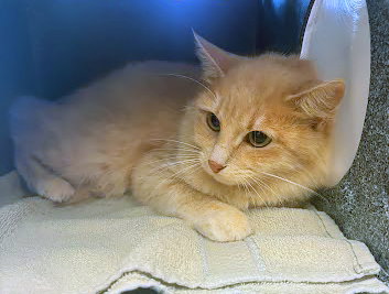 WEDNESDAY, an adoptable Domestic Medium Hair in Nashville, TN
