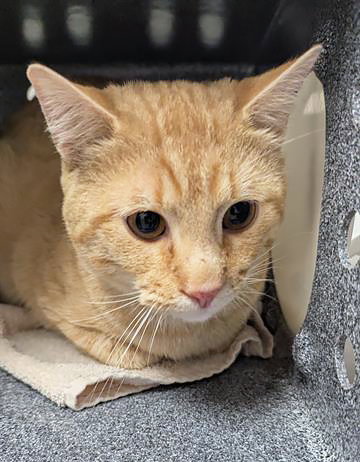 BISCAT, an adoptable Domestic Short Hair in Nashville, TN