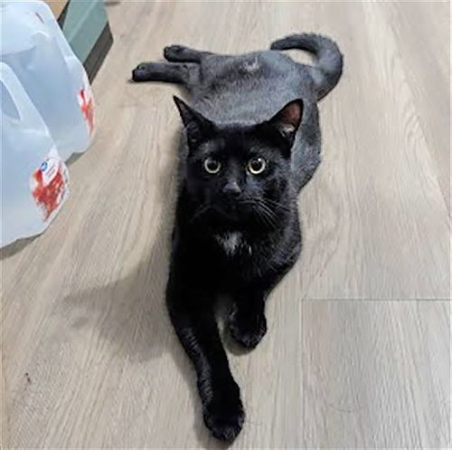BOBO, an adoptable Domestic Short Hair in Nashville, TN