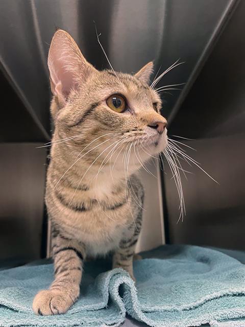 THE GERBIL, an adoptable Domestic Short Hair in Nashville, TN