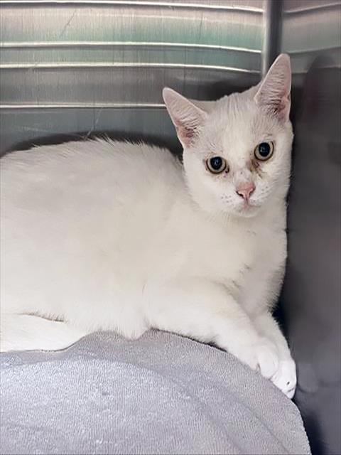 FELINE DION, an adoptable Domestic Short Hair in Nashville, TN
