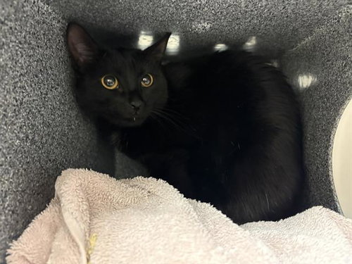 PAGE, an adoptable Domestic Short Hair in Nashville, TN