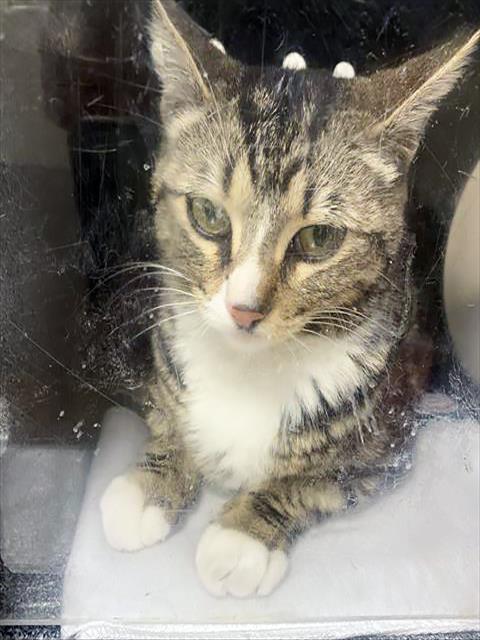 picture of the cat needing adoption