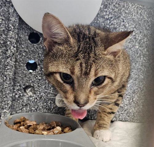 picture of the cat needing adoption