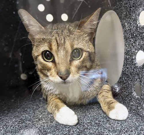 FUZZ ALDRIN, Adult Domestic Short Hair (medium coat), cat for adoption in Brentwood, Tennessee