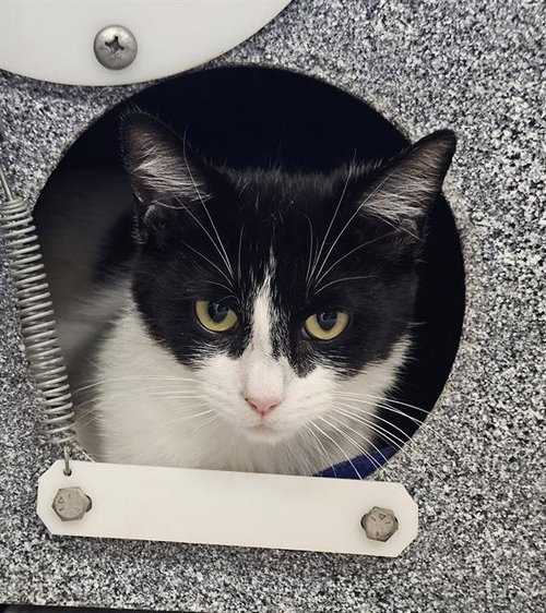 picture of the cat needing adoption