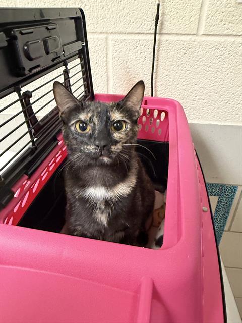 picture of the cat needing adoption