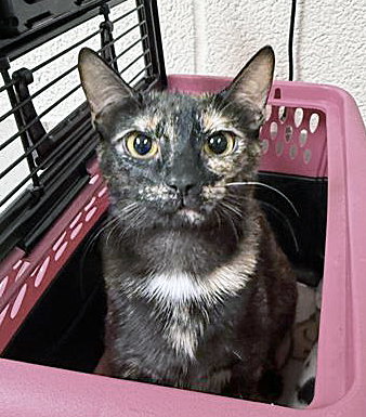 PURRSEPHONE, Young Domestic Short Hair (medium coat), cat for adoption in Brentwood, Tennessee