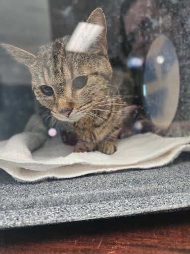 picture of the cat needing adoption