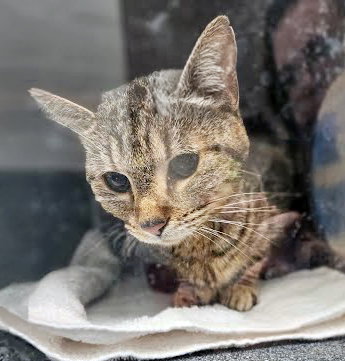 SELENA, Adult Domestic Short Hair (medium coat), cat for adoption in Brentwood, Tennessee