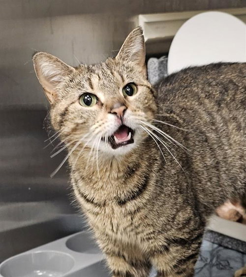 SELENA, an adoptable Domestic Short Hair in Nashville, TN
