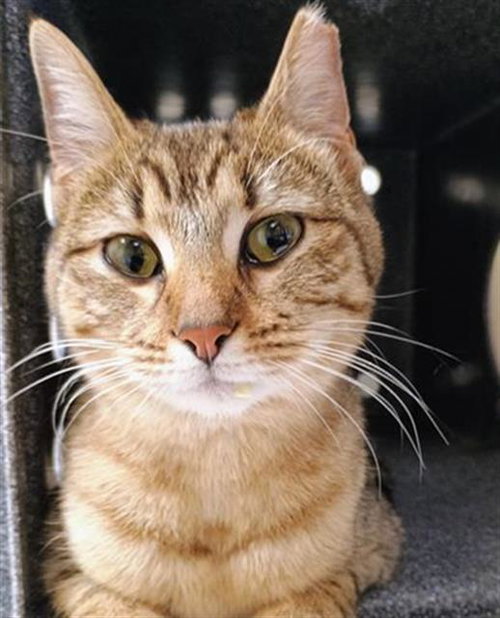picture of the cat needing adoption