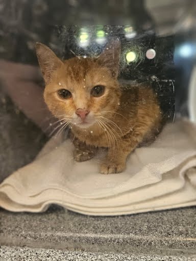 picture of the cat needing adoption