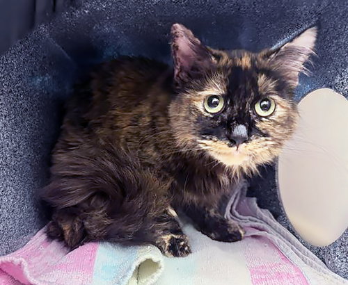 TUNA TURNER, Adult Domestic Long Hair (medium coat), cat for adoption in Brentwood, Tennessee