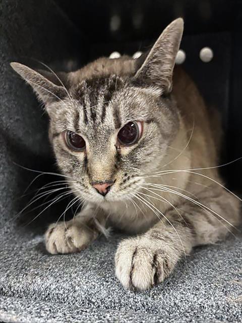 KIKO, Senior Domestic Short Hair (medium coat), cat for adoption in Brentwood, Tennessee
