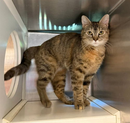 JESSICA, an adoptable Domestic Short Hair in Nashville, TN