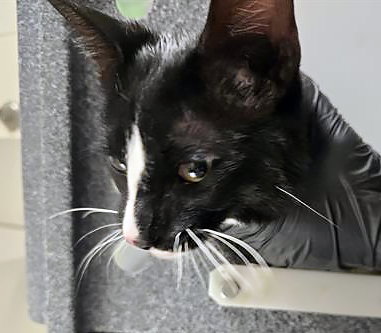 PABLO PICATSO, Young Domestic Short Hair (medium coat), cat for adoption in Brentwood, Tennessee