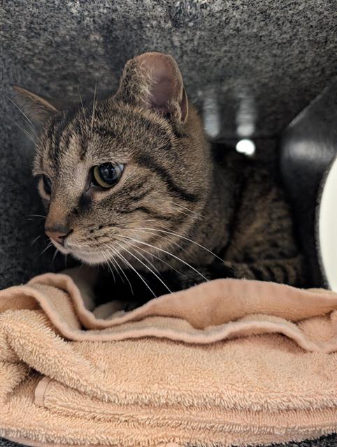 KROGERS, Adult Domestic Short Hair (medium coat), cat for adoption in Brentwood, Tennessee