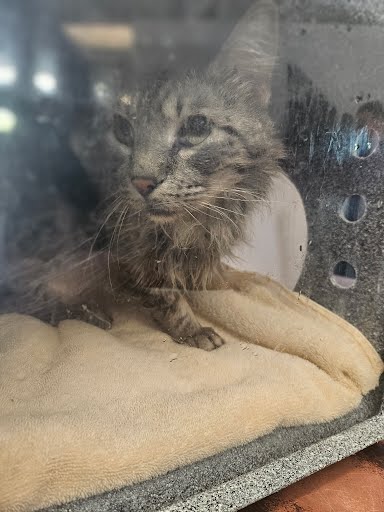 PAWSSANOVA, Senior Domestic Long Hair (medium coat), cat for adoption in Brentwood, Tennessee
