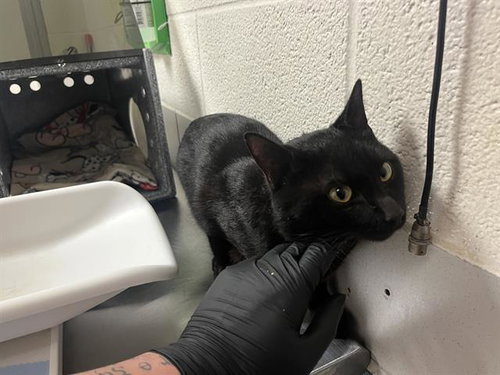 JELLY ROLL, Adult Domestic Short Hair (medium coat), cat for adoption in Brentwood, Tennessee
