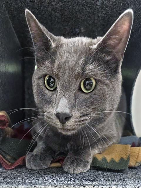 GRAYSON, an adoptable Domestic Short Hair in Nashville, TN