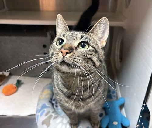 BEYONCE, an adoptable Domestic Short Hair in Nashville, TN